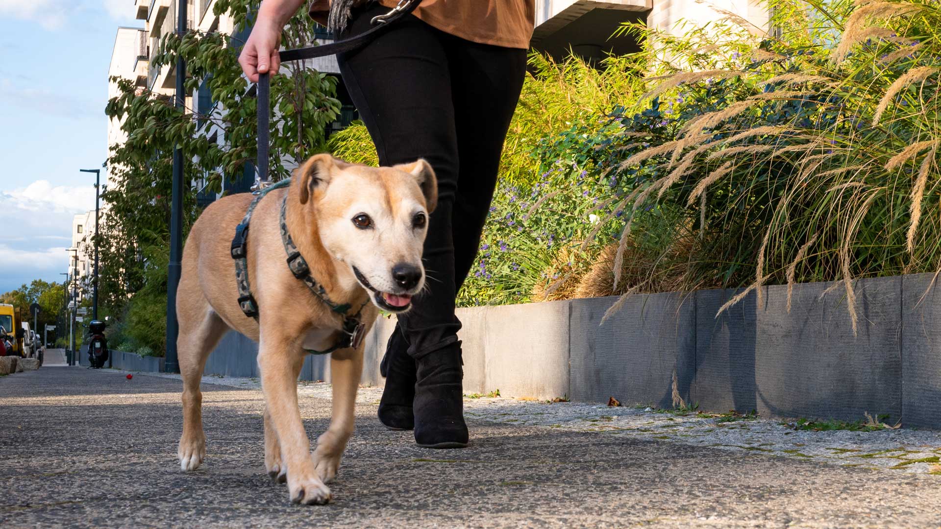 20221007_001_1920x1080 A senior dog goes for a walk with its owner on a city street in summer