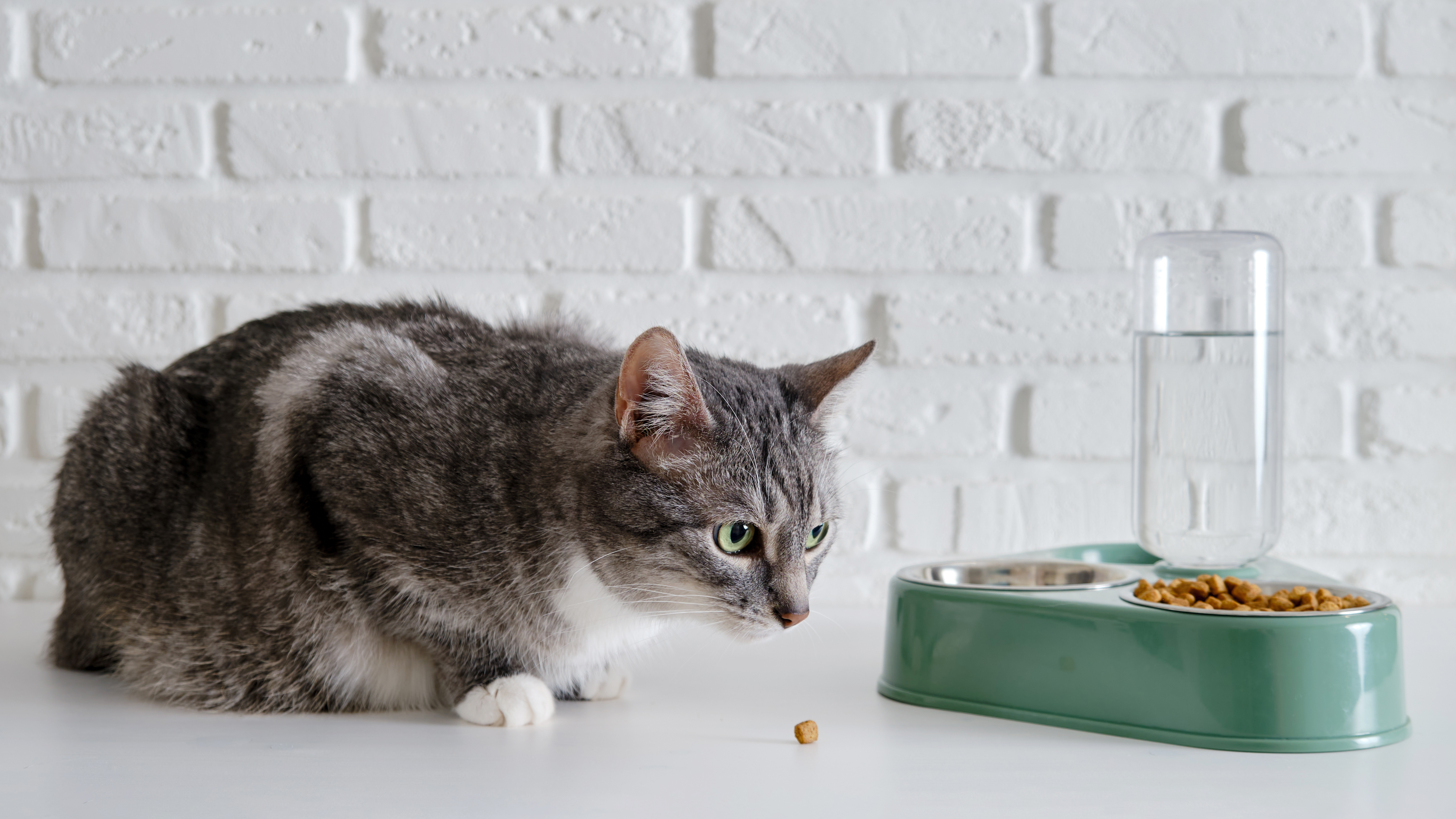 20221108_001 A gray cat eating food from a green bowl