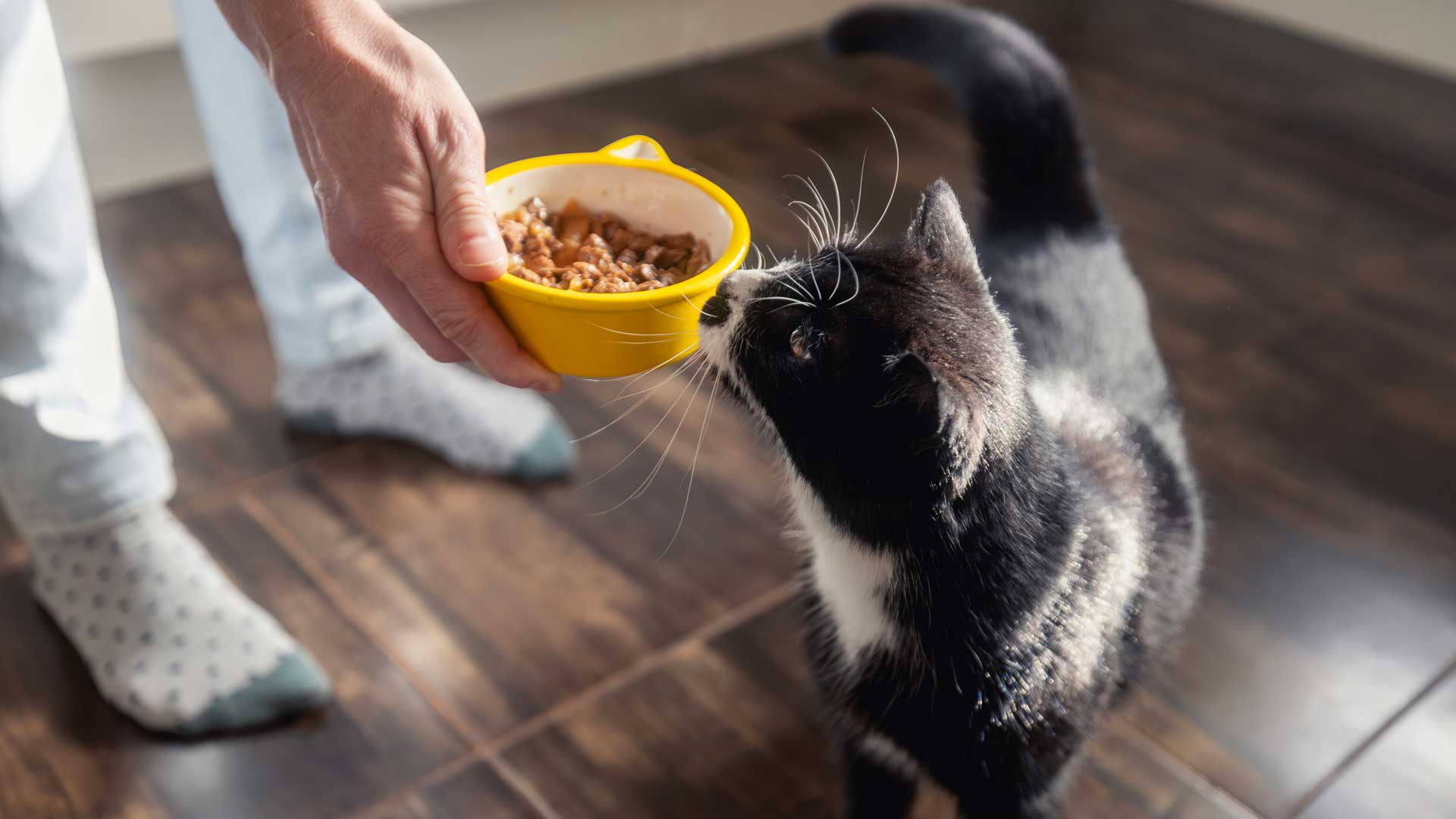 20241029_001_1920x1080 An owner gives his black and white cat a bowl of food