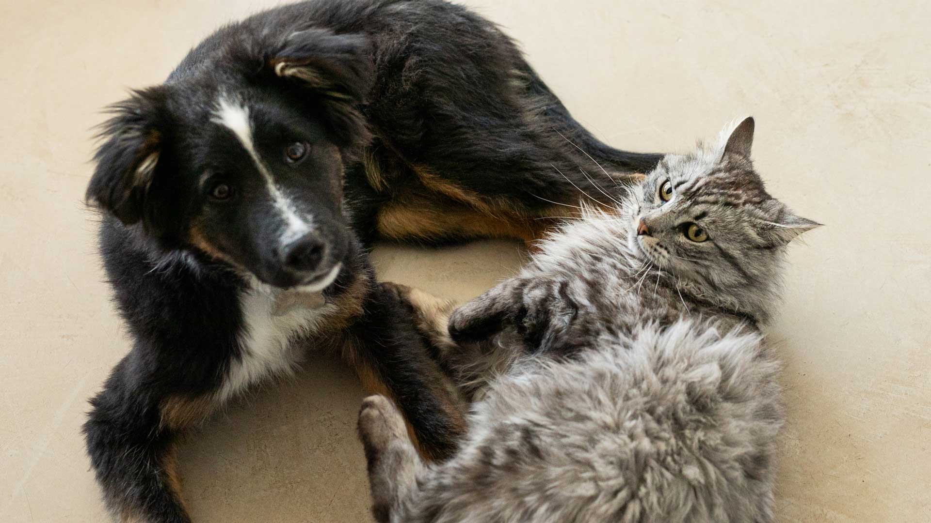 A black dog and hairy gray cat laying next to each other on the floor