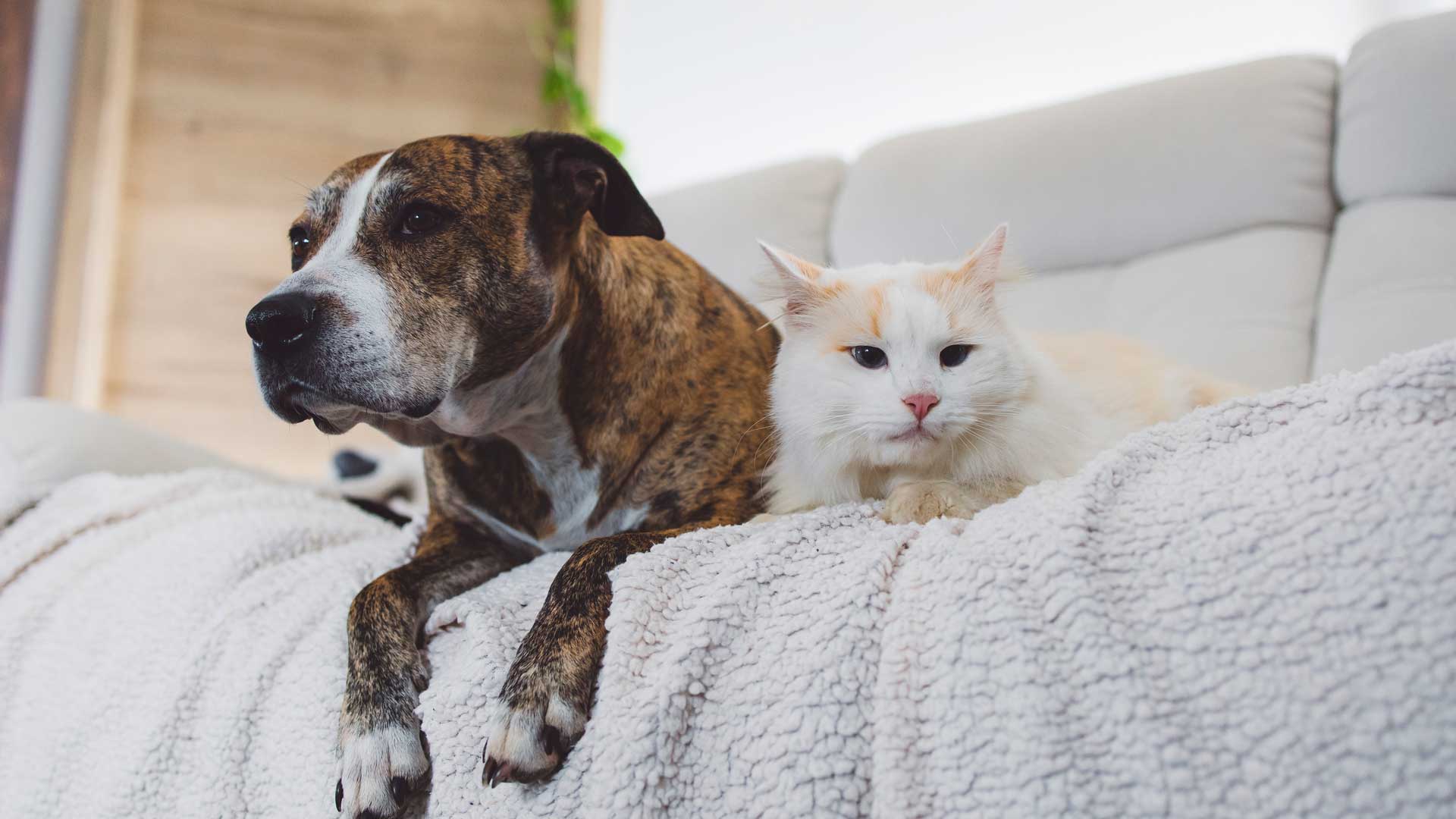 A brown dog and white cat relax together on the sofa