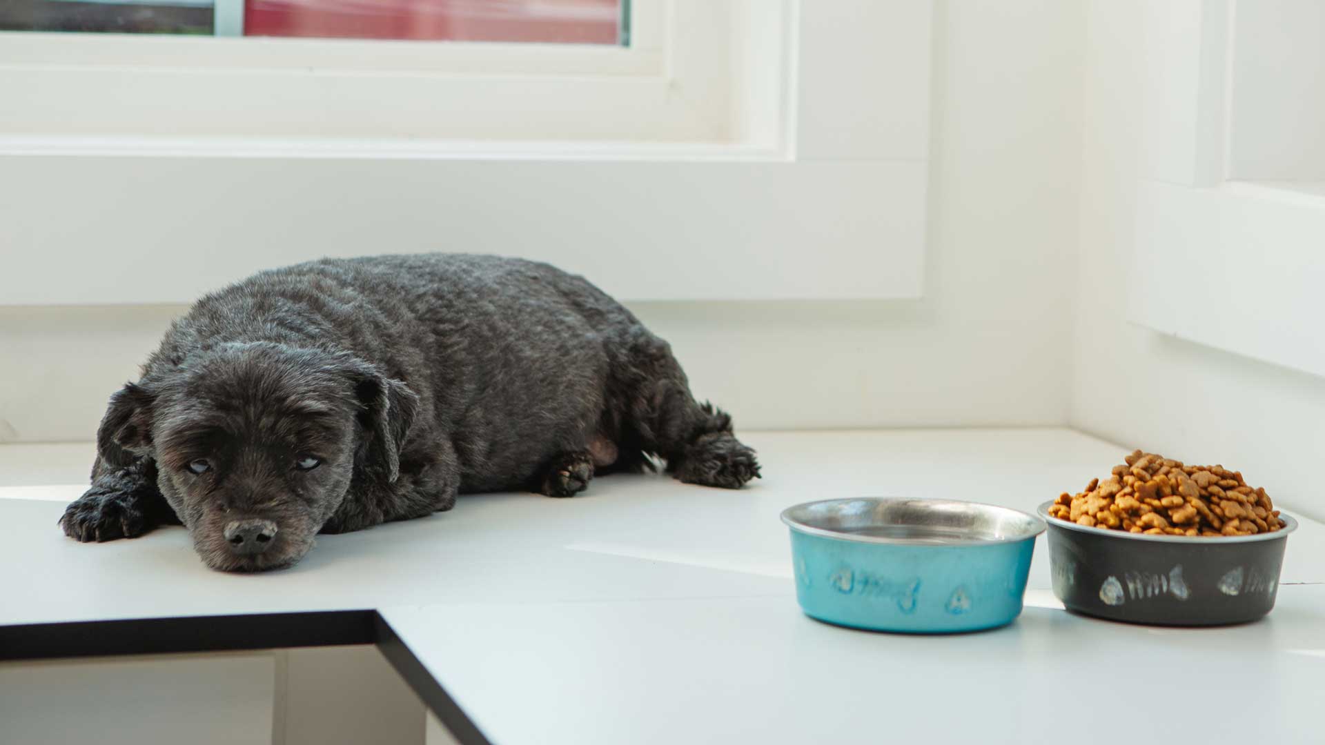 An older black dog laying next to its food and water bowls