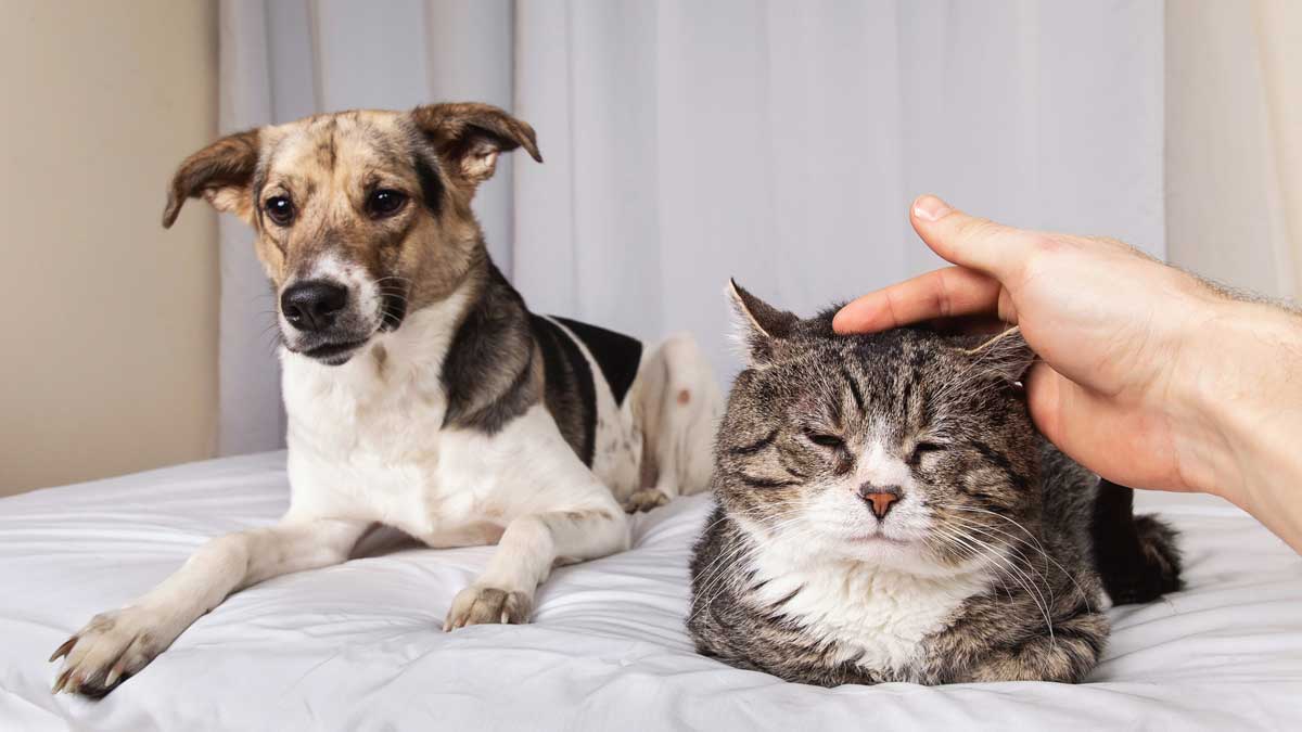An older brown dog and older gray cat lay next to each other on a bed