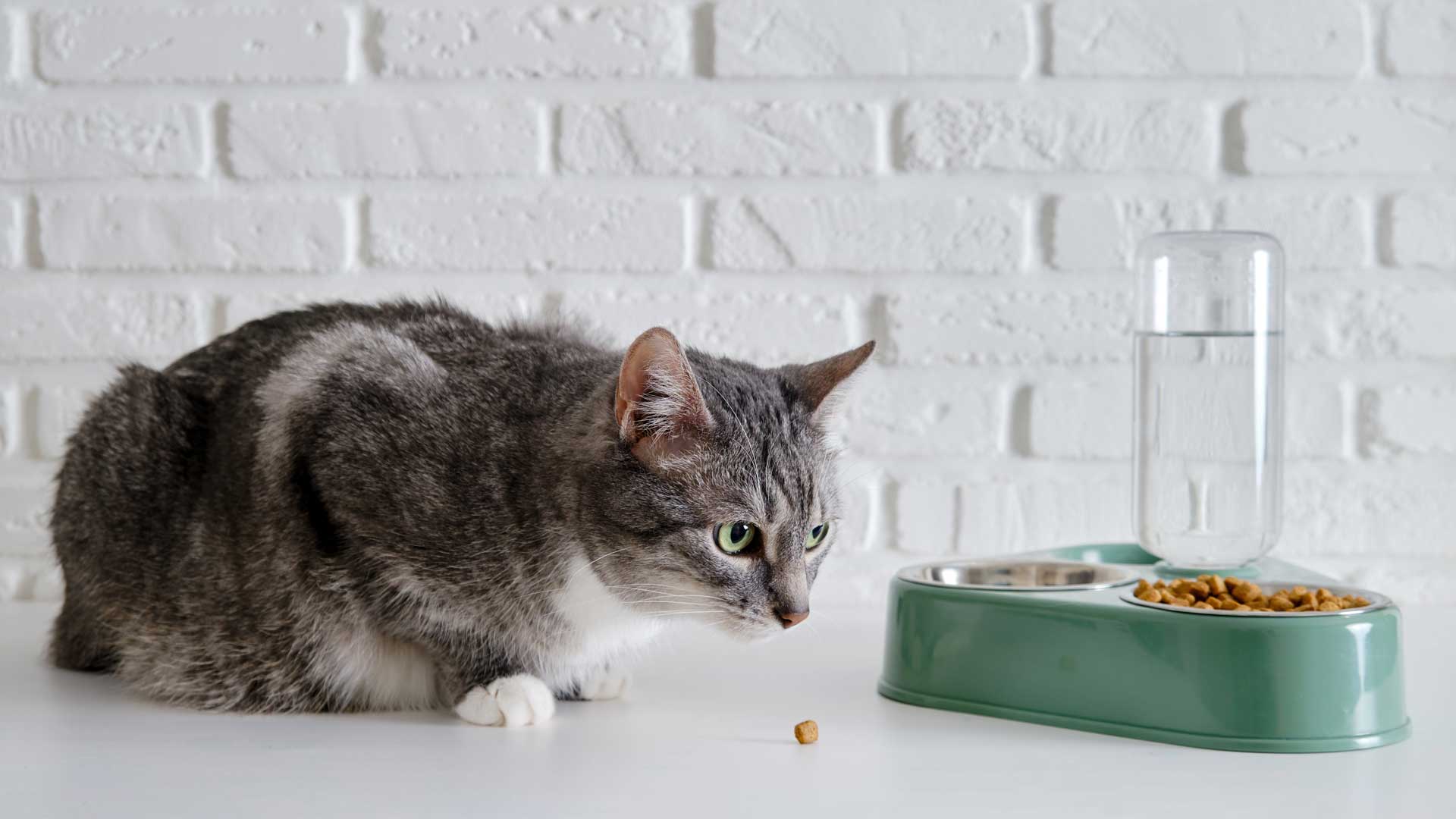 20221108_001_1920x1080 A gray and white cat looking at its green food bowl