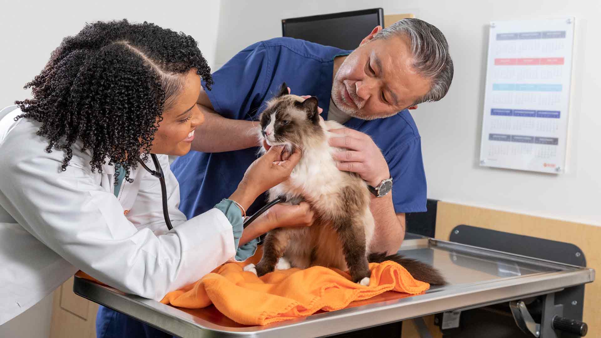 20220113_004_16x9M Veterinarian Taneeka Bautista examines a cat with the help of a vet assistant