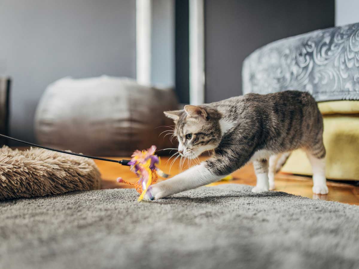 A Tabby cat playing on the floor with an orange toy
