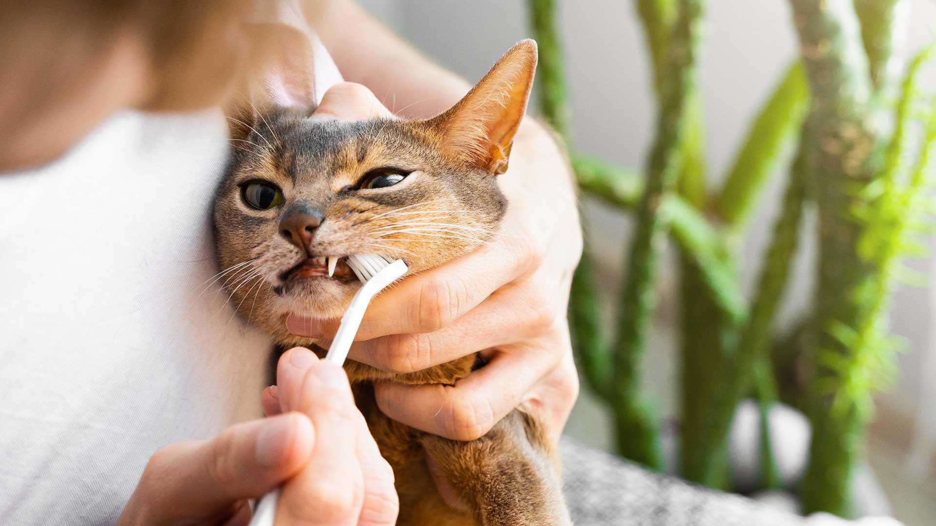 A Abyssinian cat gets its teeth brushed by its owner
