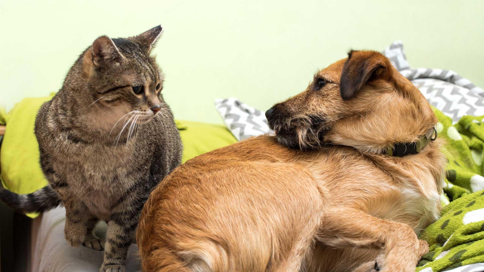 A brown cat and brown dog laying on the floor looking at each other