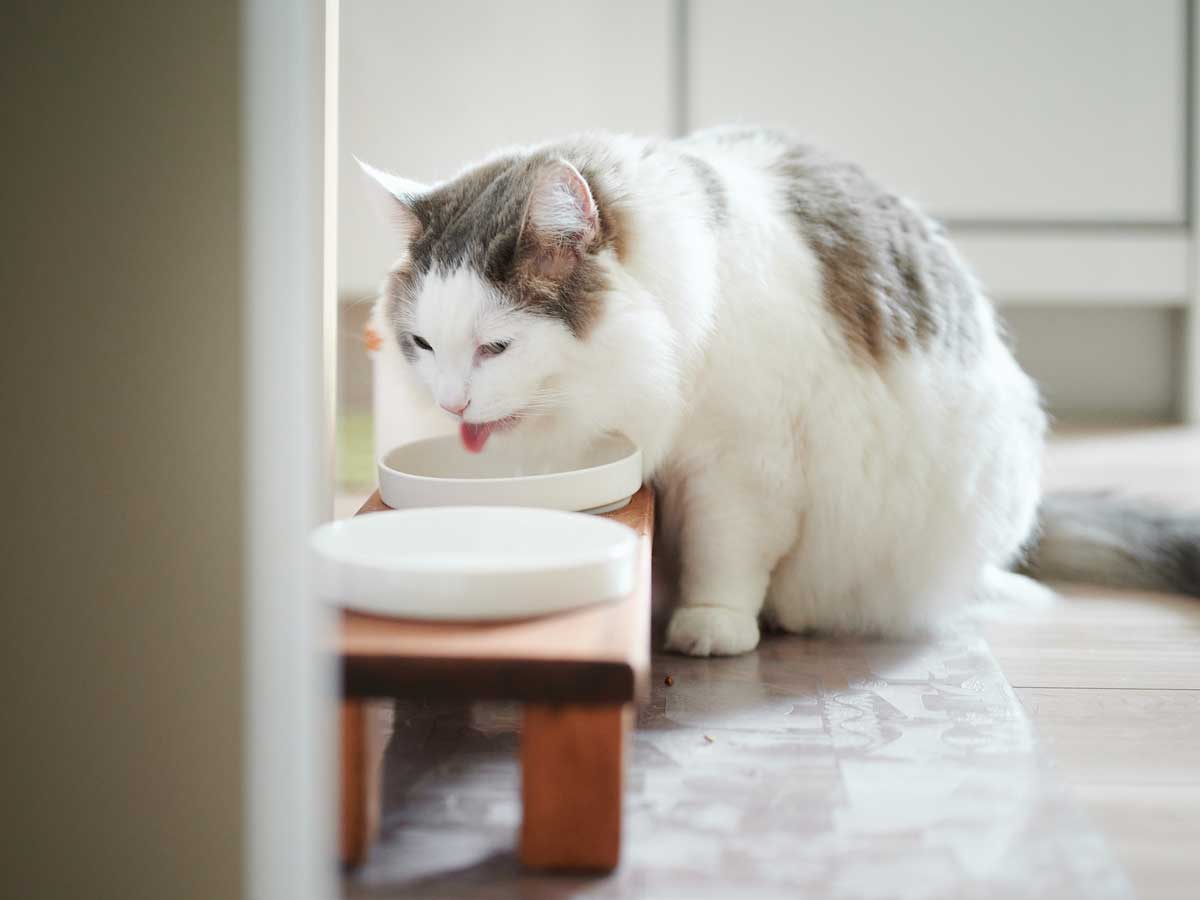 20201002_001_1200x900