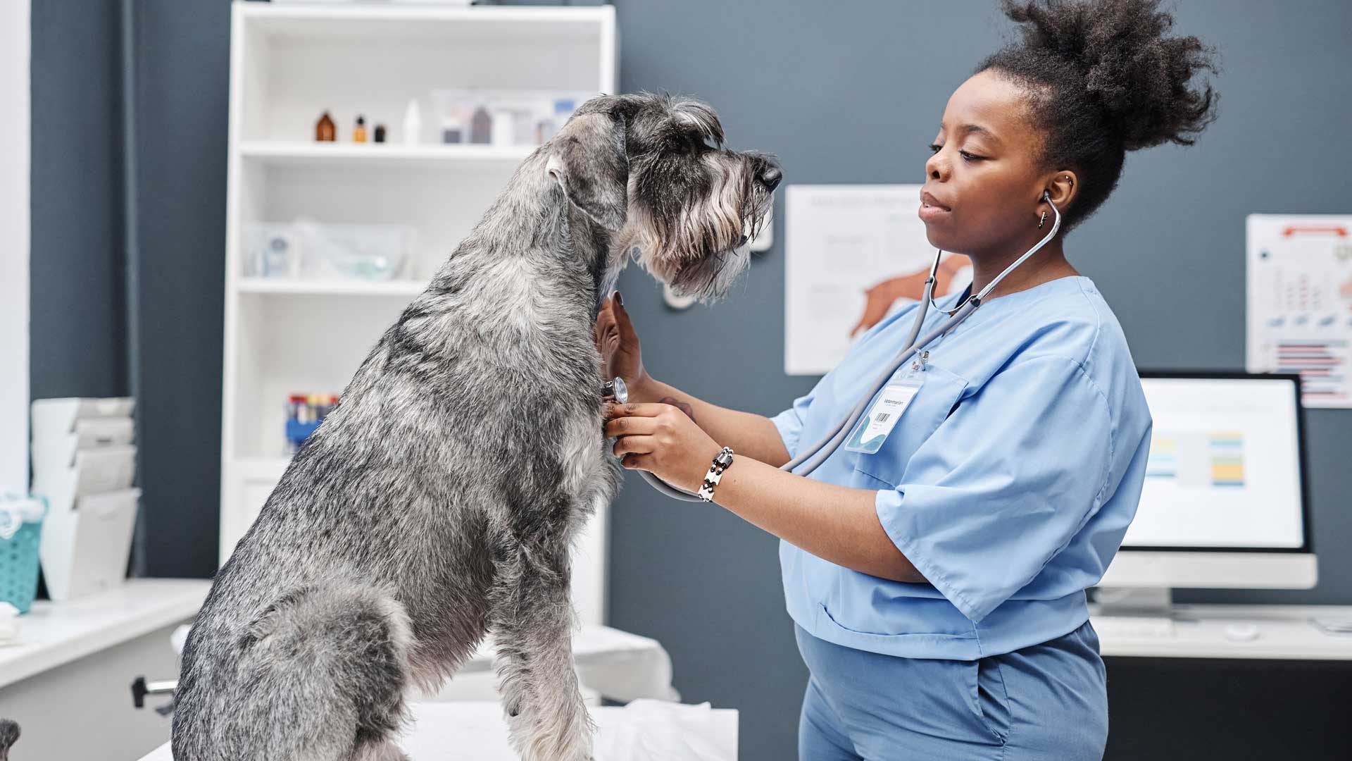 A veterinarian listens to the heartbeat of a Schnauzer in an exam room