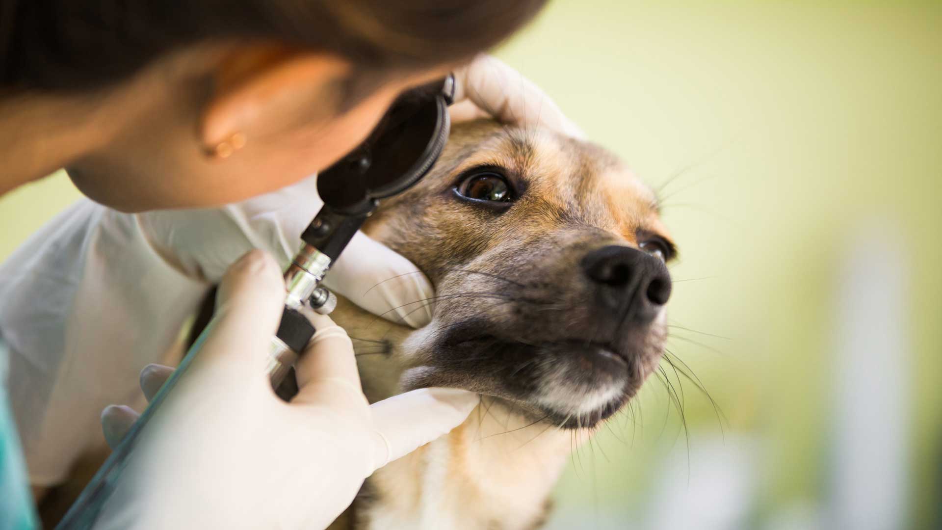 A dog has its eyes examined by a veterinarian