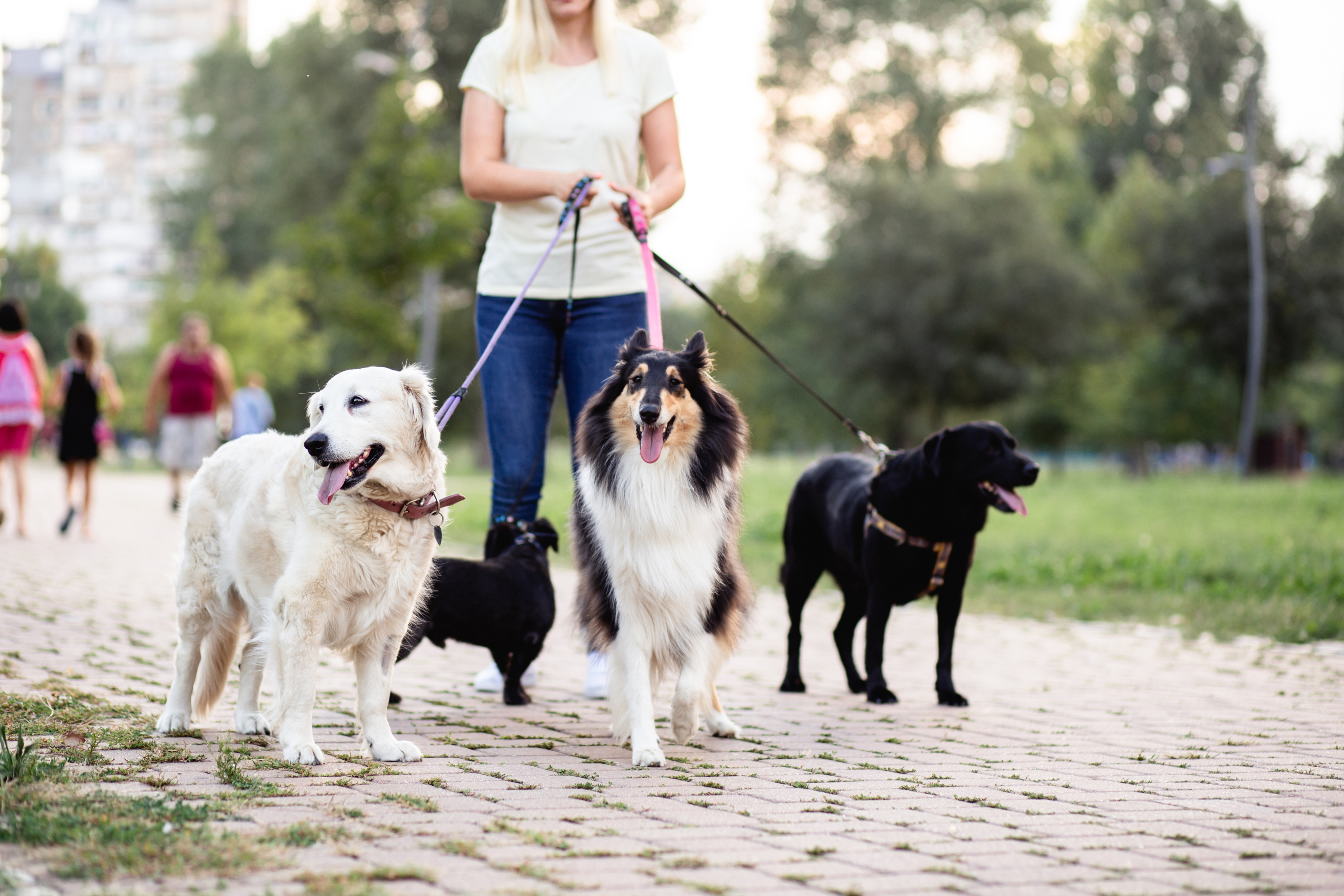 A dog walker walks four dogs in the park.