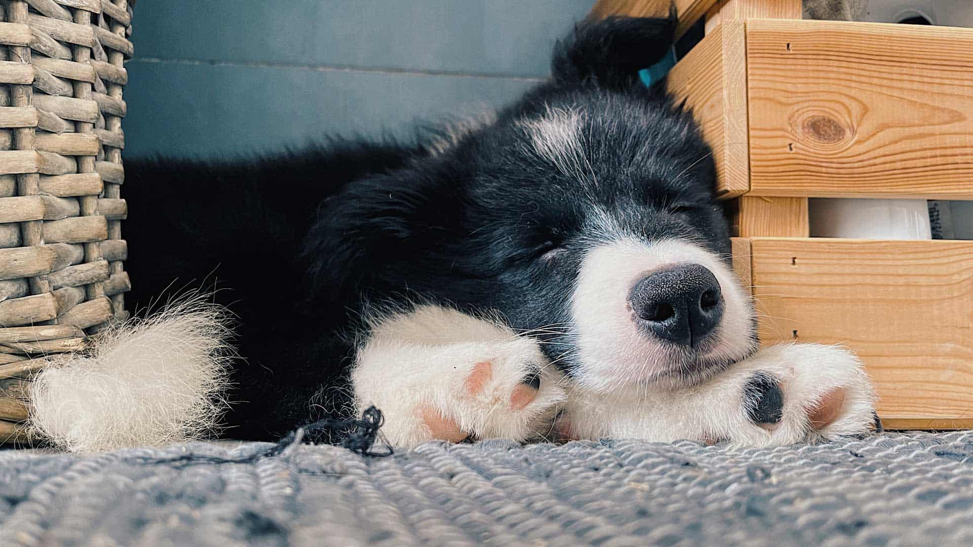 A woman walks her pet dog outside Banfield Pet Hospital.