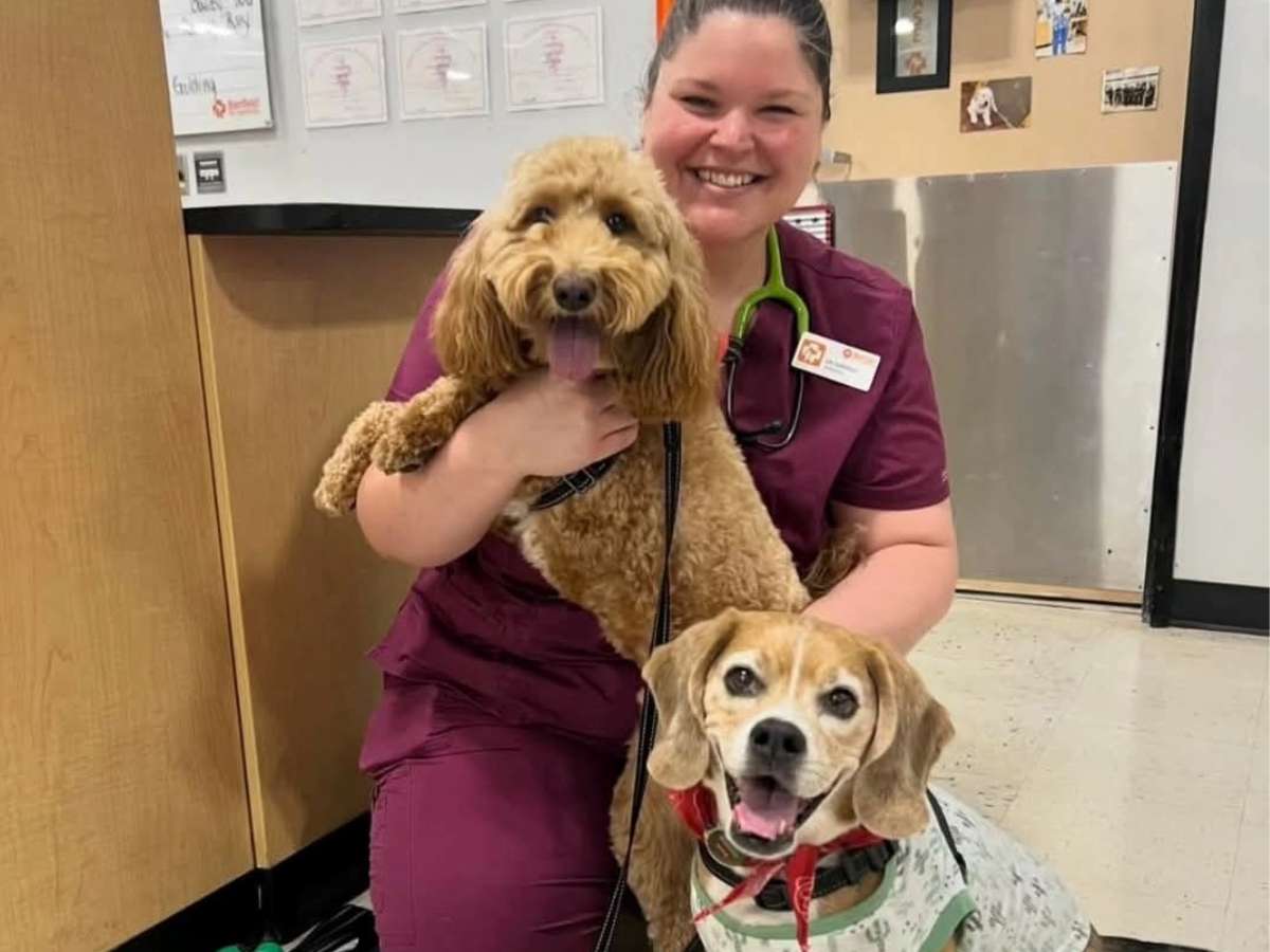 A Banfield veterinarian holds two small brown dogs