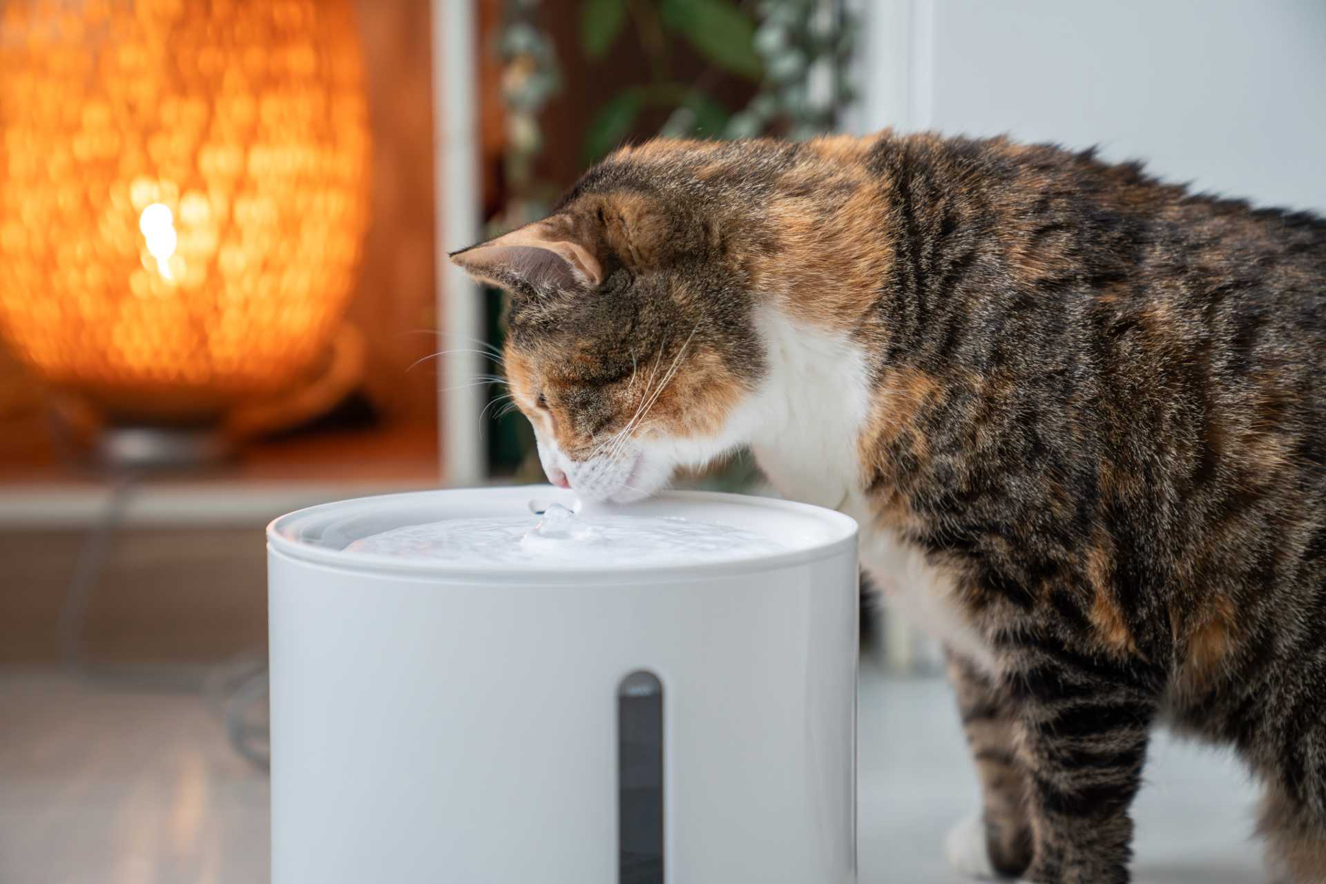 A cat sniffing a humidifier on top of a counter