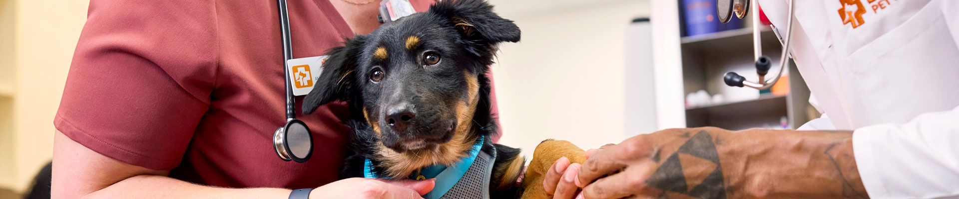 A black and brown puppy is examined by a Banfield veterinary professional