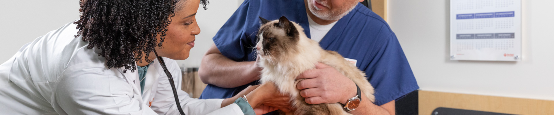 Two Banfield veterinary professionals examine a fluffy  brown and tan cat
