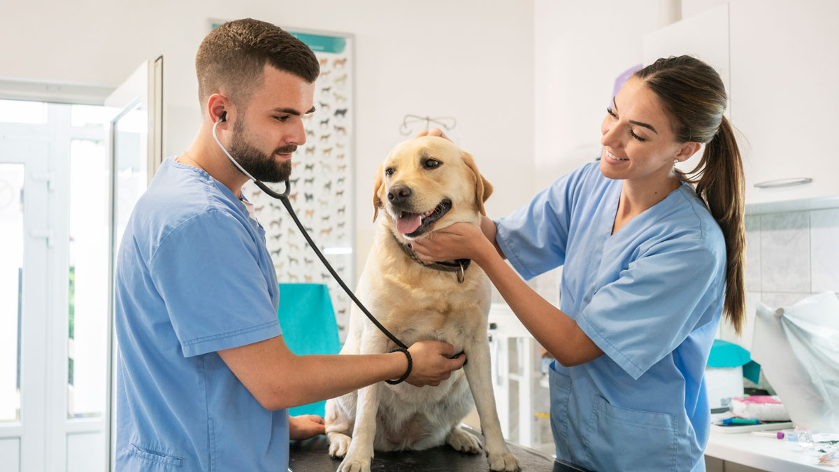 Two vet techs examine a Golden Retriever