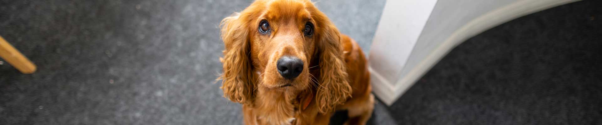 A cute dog staring at the viewer