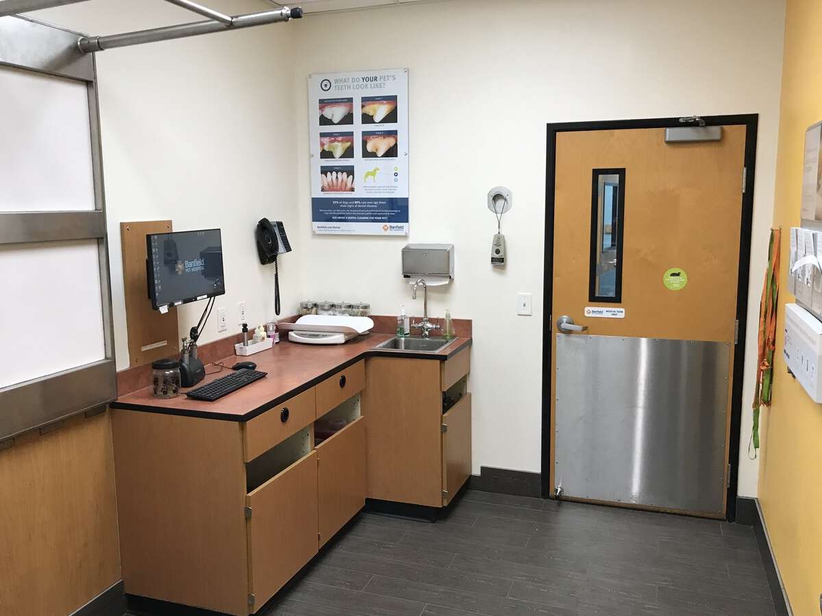 A view of the Citadel Banfield exam room