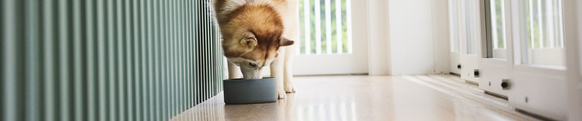 A brown and white Siberian Husky eating out of a bowl
