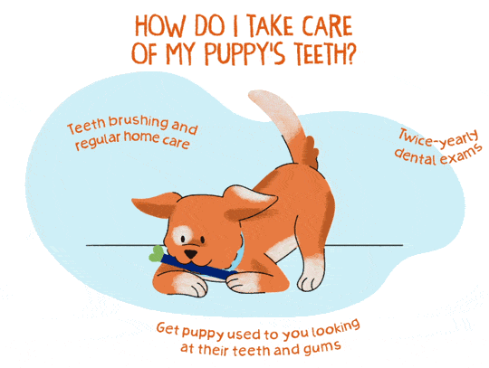 Illustration of an orange puppy chewing on a toy