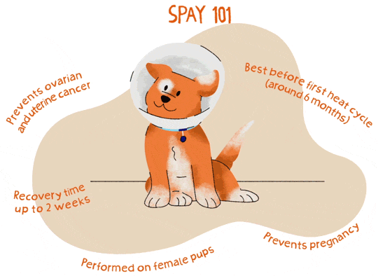 Illustration of an orange puppy wearing a post-surgery cone