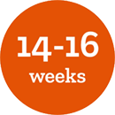 Icon indicating 14-16 weeks age range