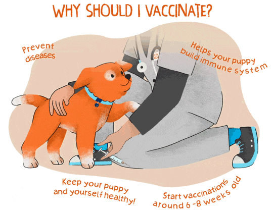 An illustrated gif of an orange puppy next to a veterinary professional 