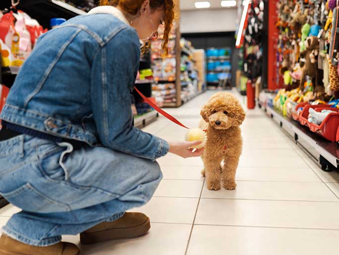 A Goldendoodle puppy walks through the store with their owner