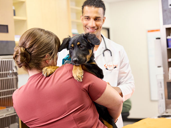 A Banfield vet tech holding a Beauceron puppy