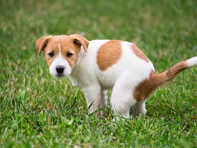 A tan and white puppy squats in some grass to relieve itself