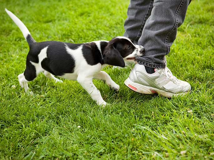 A black and white puppy nips at its owner's heels