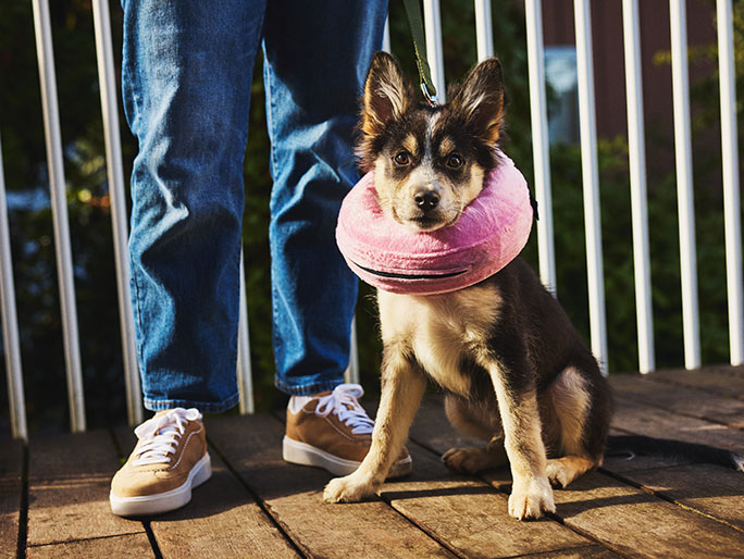 A own and black puppy wearing a pink postoperative surgery pillow