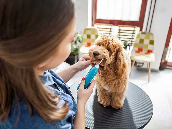 A Barbet puppy getting their teeth brushed by their owner
