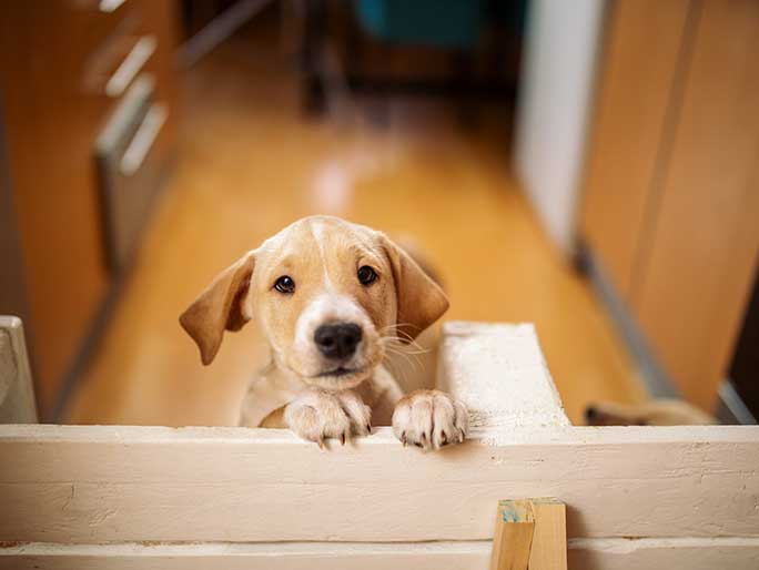 A brown and white puppy looks over its gate
