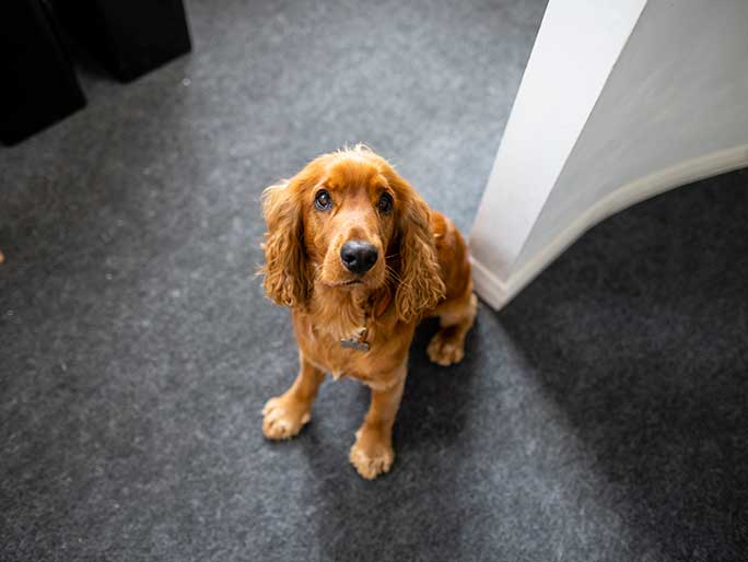 A shaggy brown dog sits on the ground looking up at their owner