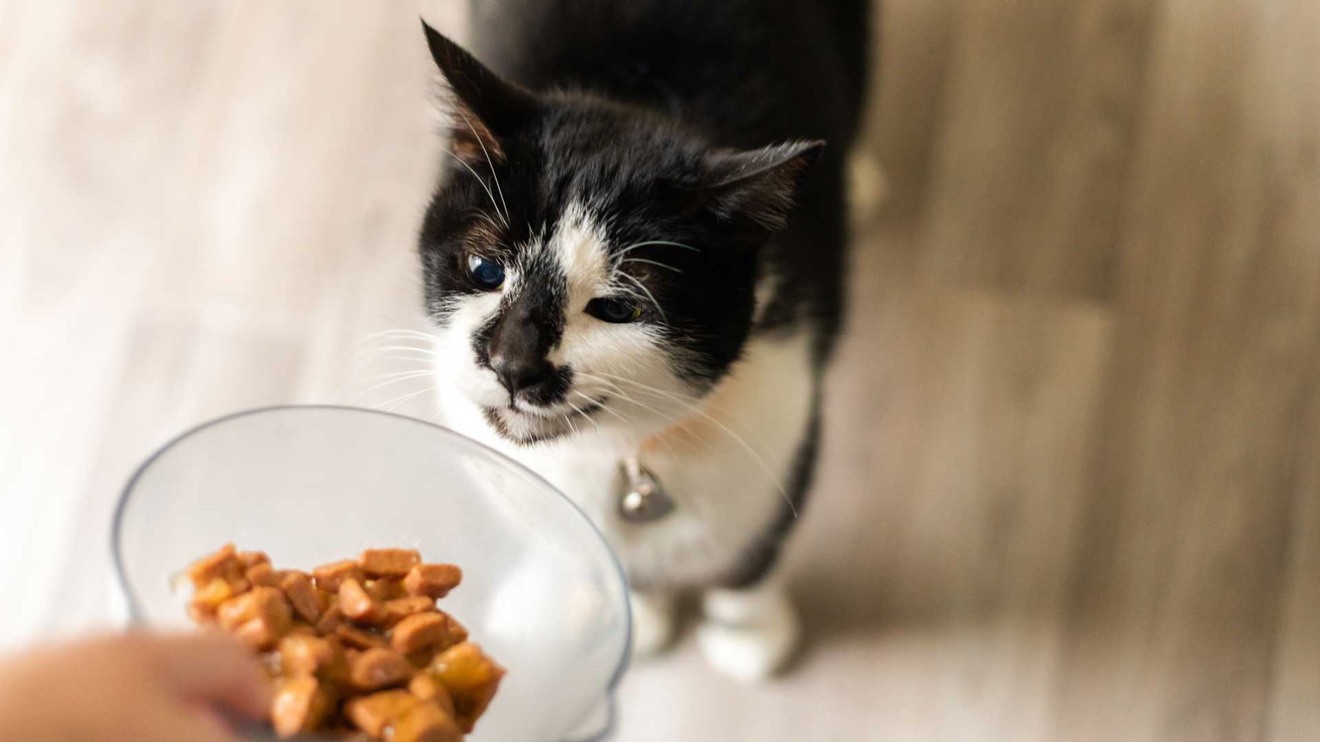 A pet owner holding a bowl of cat food in front of a black and white cat