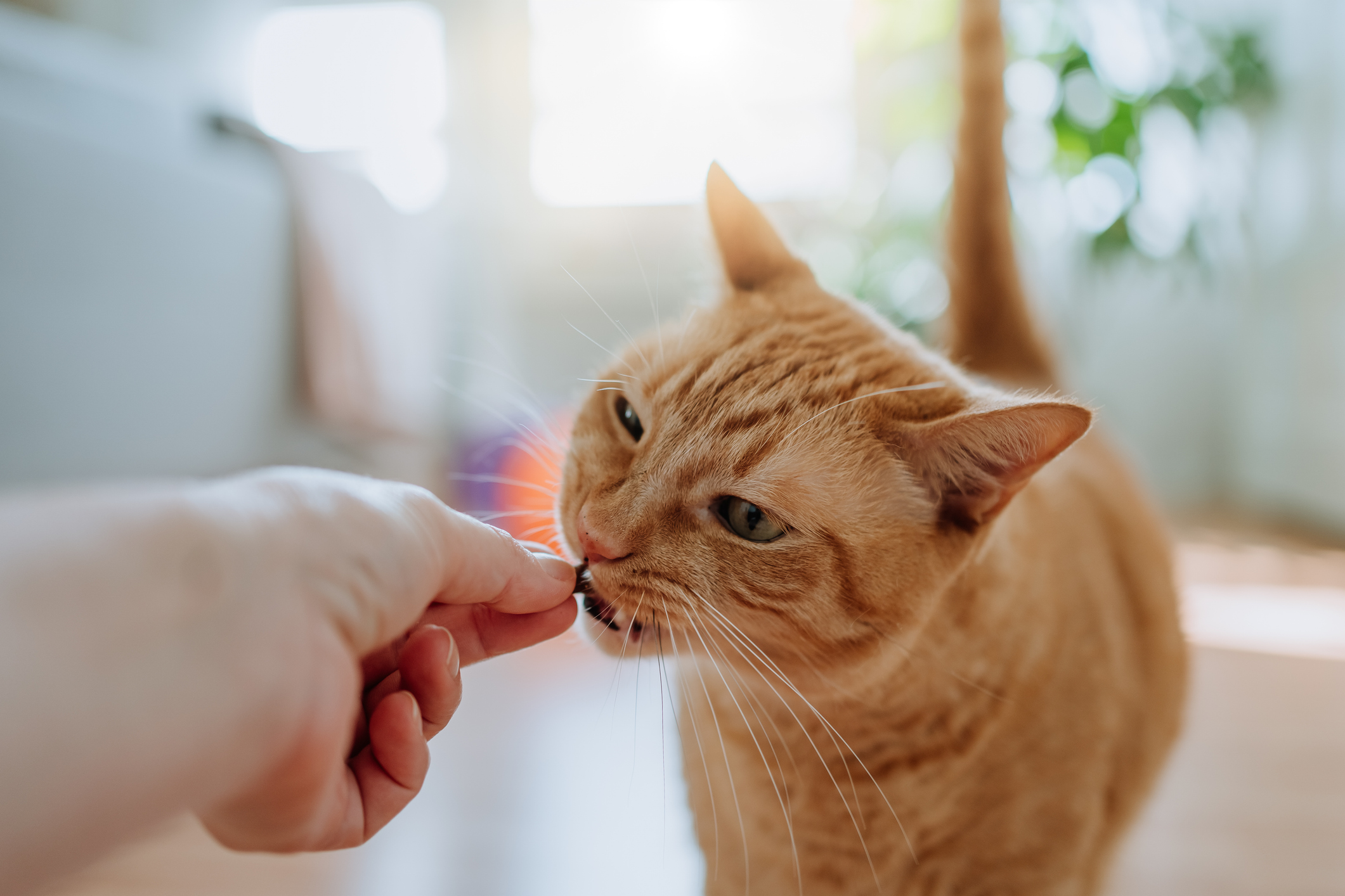 A short-haired orange cat is fed a treat.