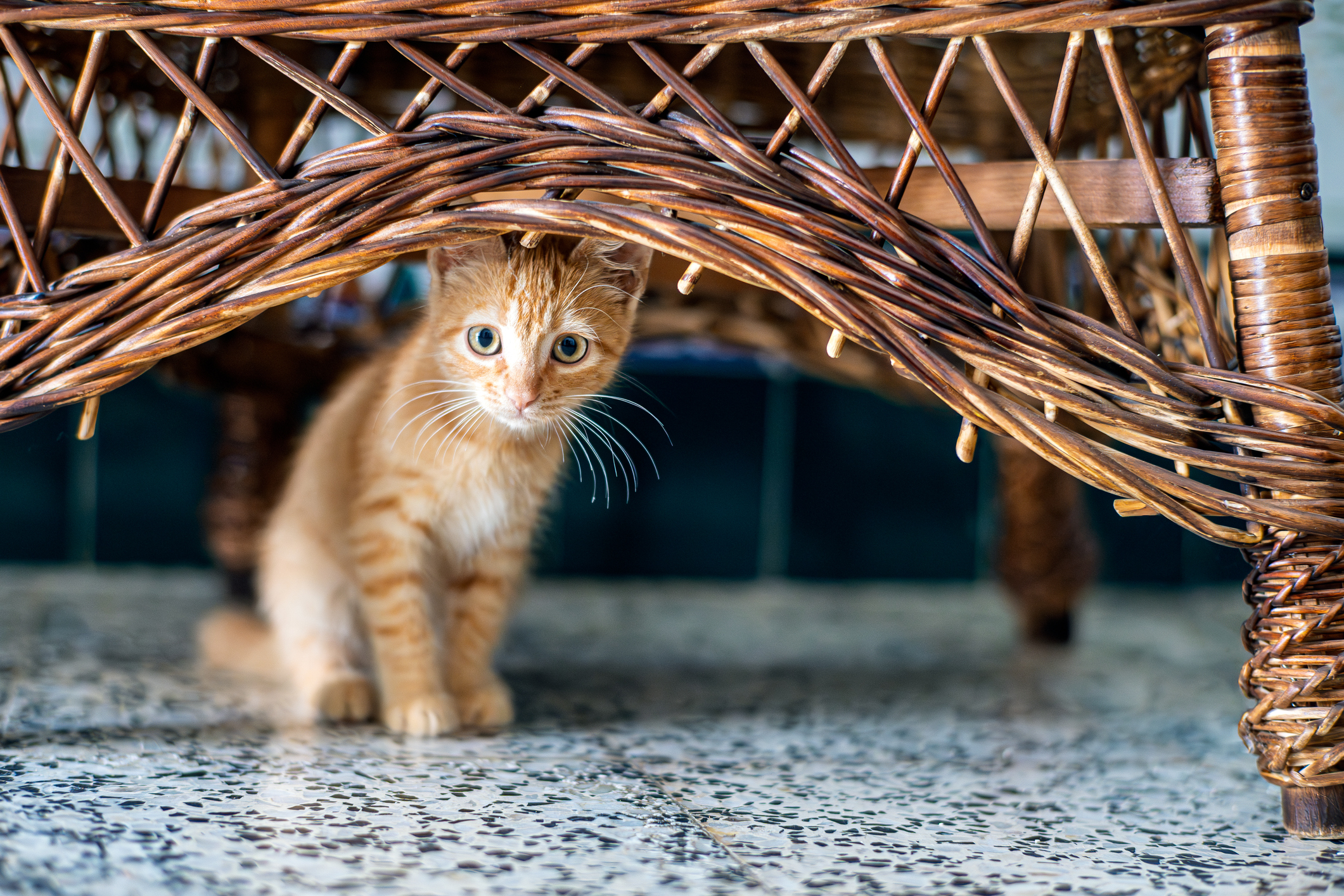 A young orange tabby sitting under a wicker chair.