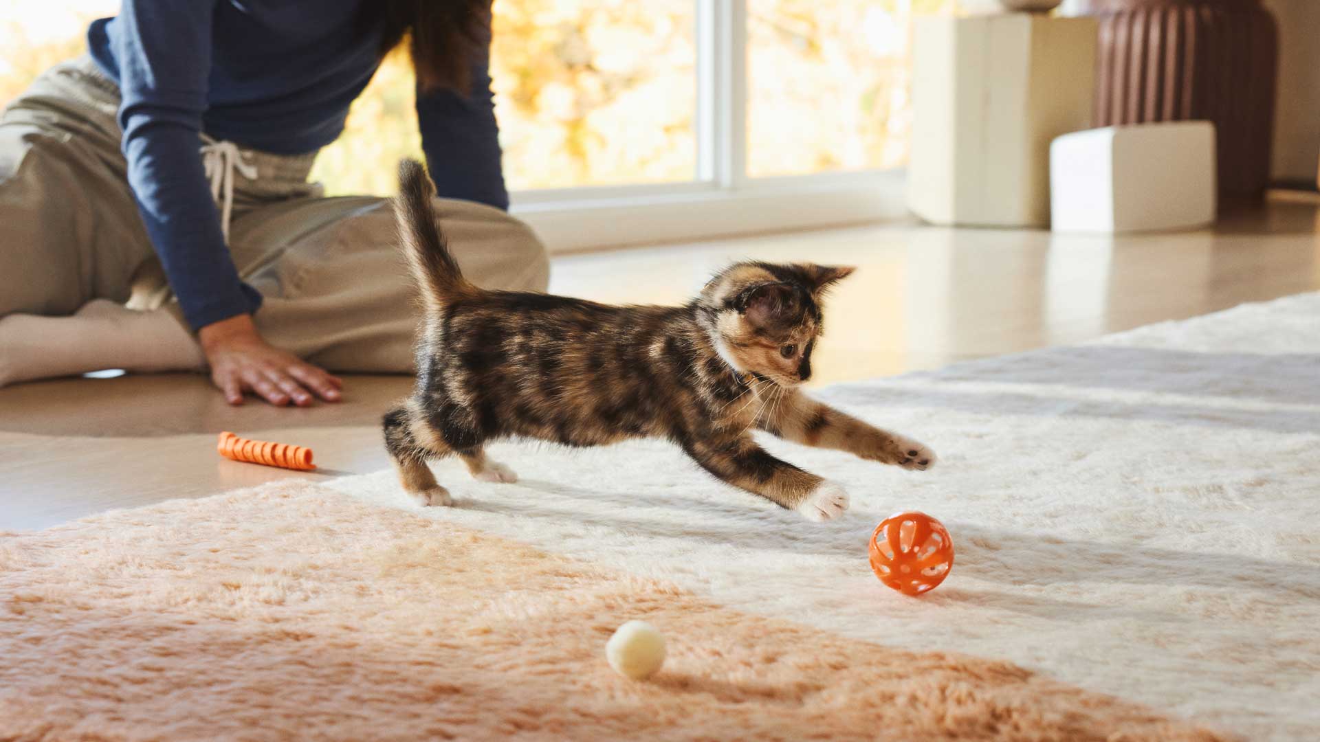 A tiny tabby kitten plays with an orange ball while its owner sits on the floor in the background