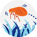 Illustrated icon of a flea
