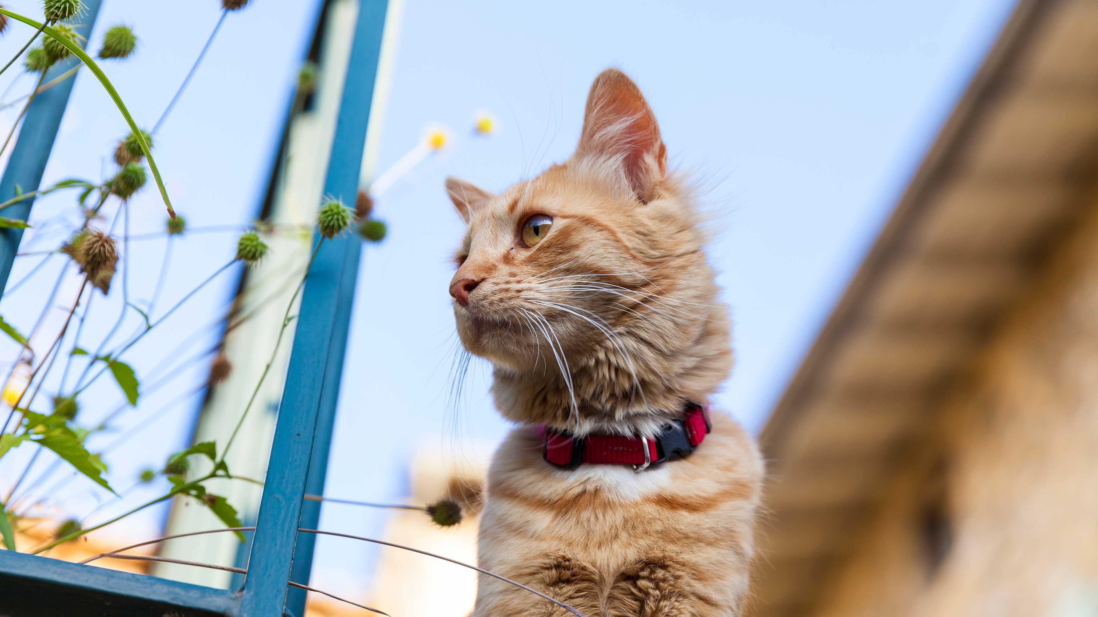An orange Tabby cat with a red collar