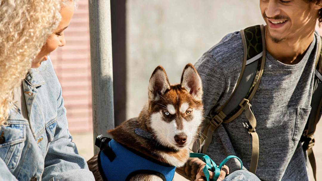 Large dog with two people sitting outside