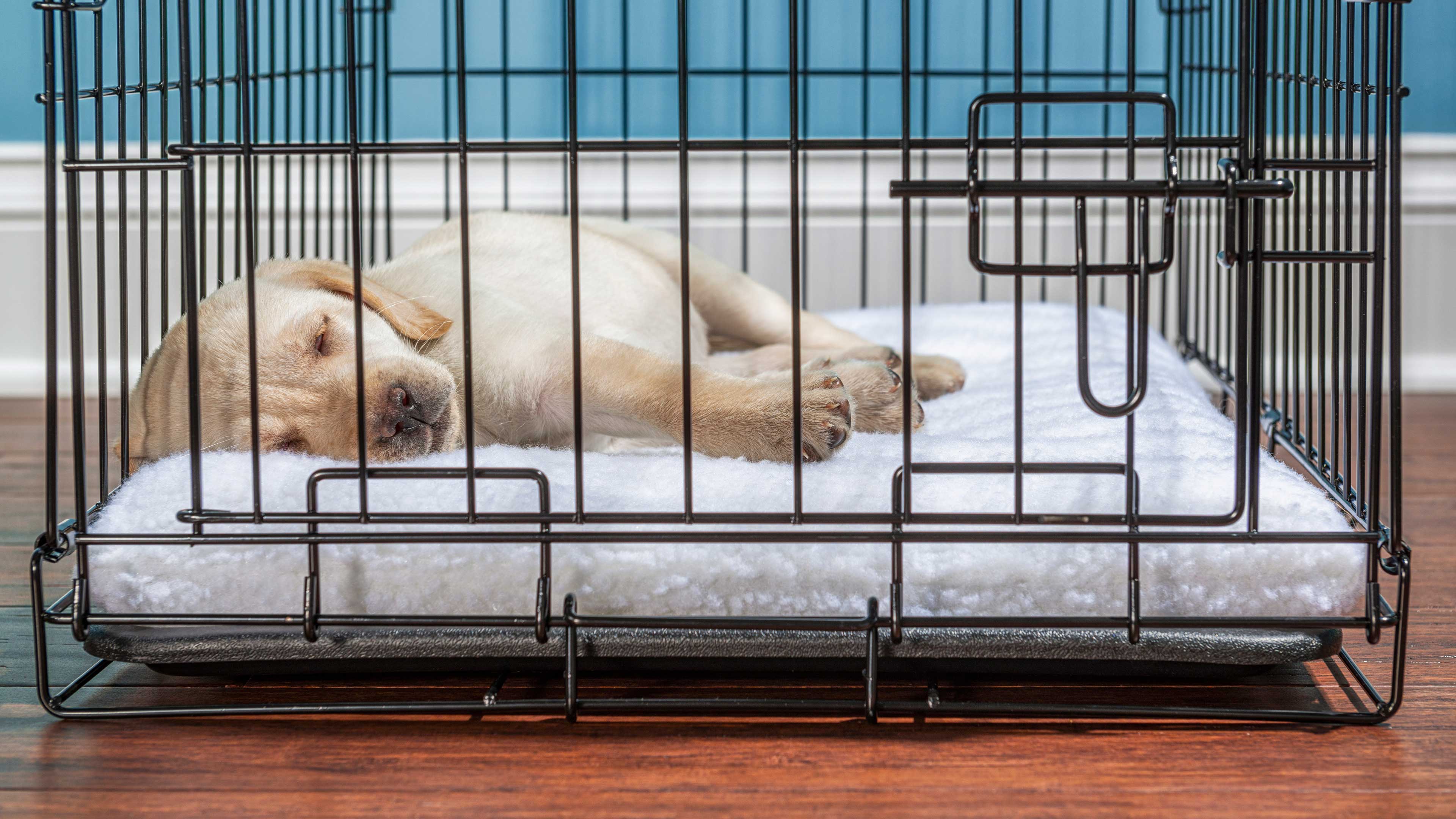 Where dog should stay in home 