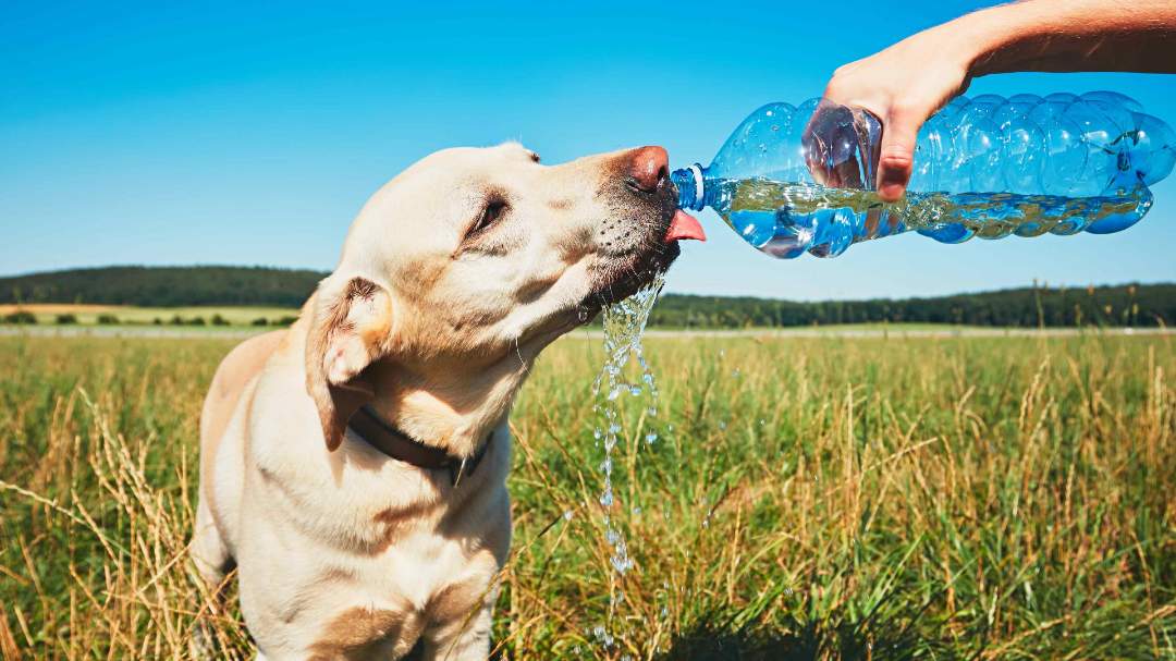 keeping dog cool in summertime