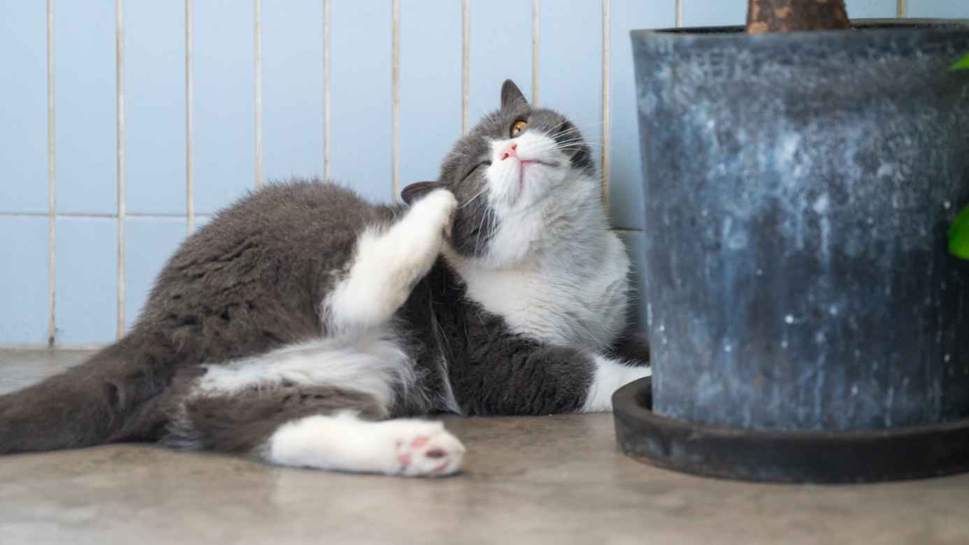 Banfield Pet Hospitals parasite control