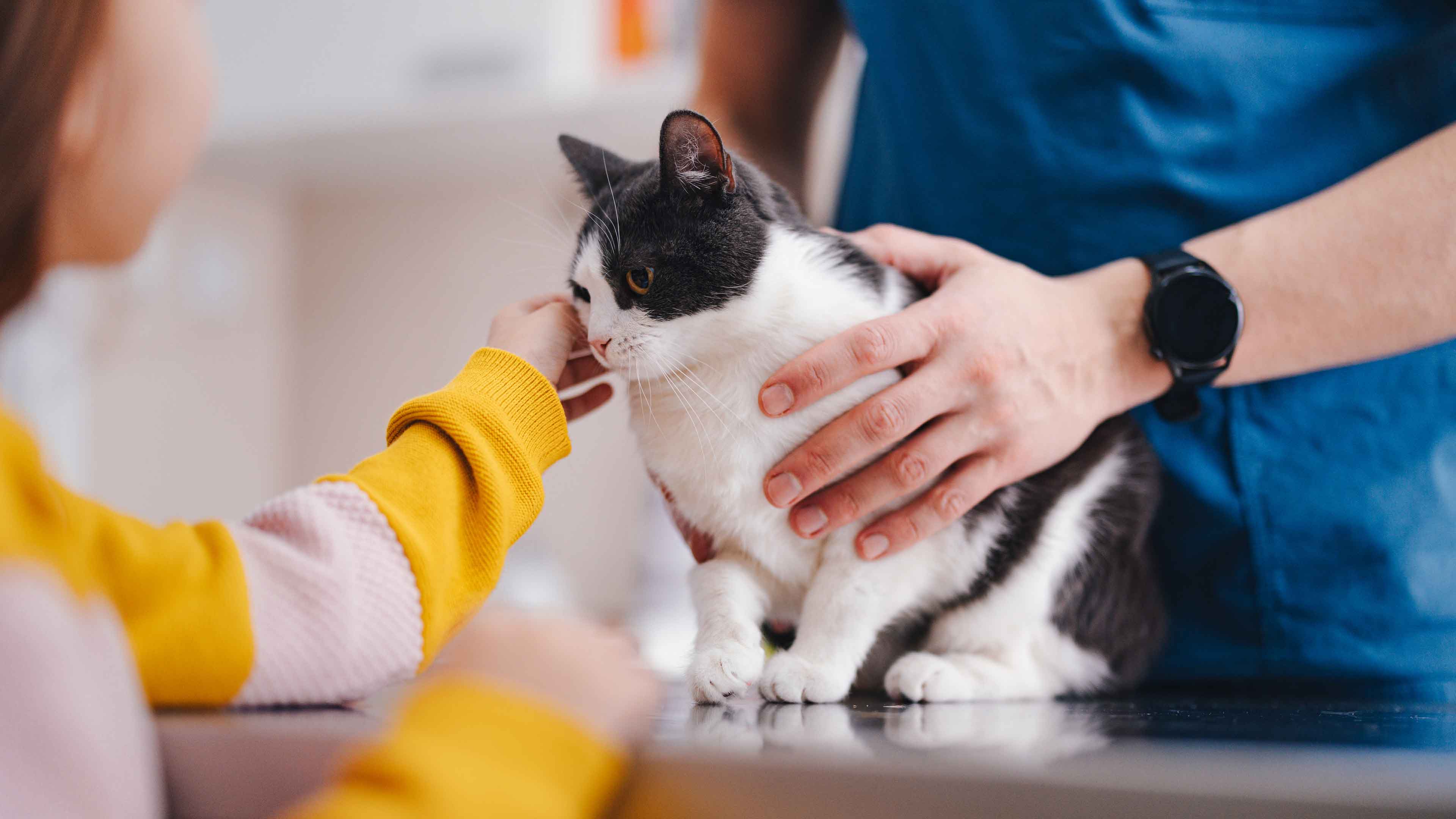 Cat getting a check up at Banfield Pet Hospital 