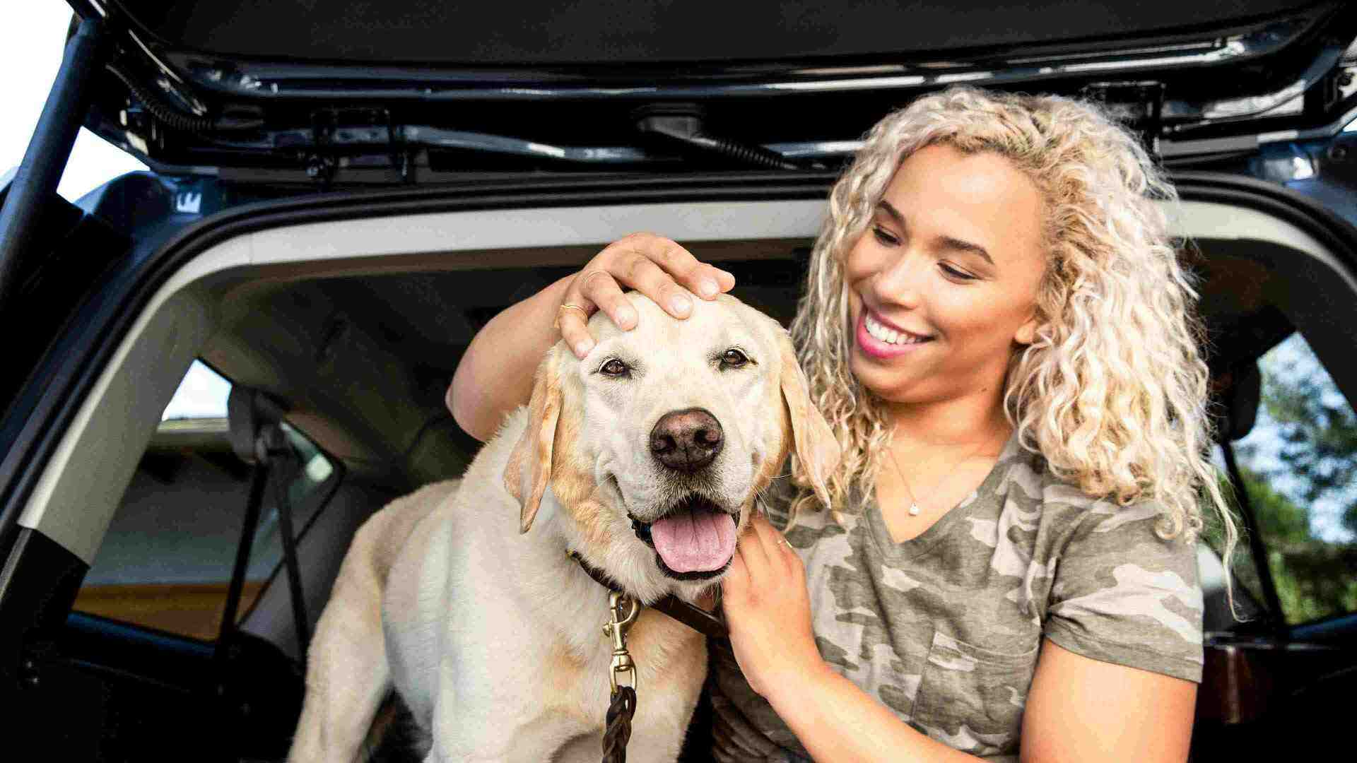 ICON Golden lab and human sitting in car
