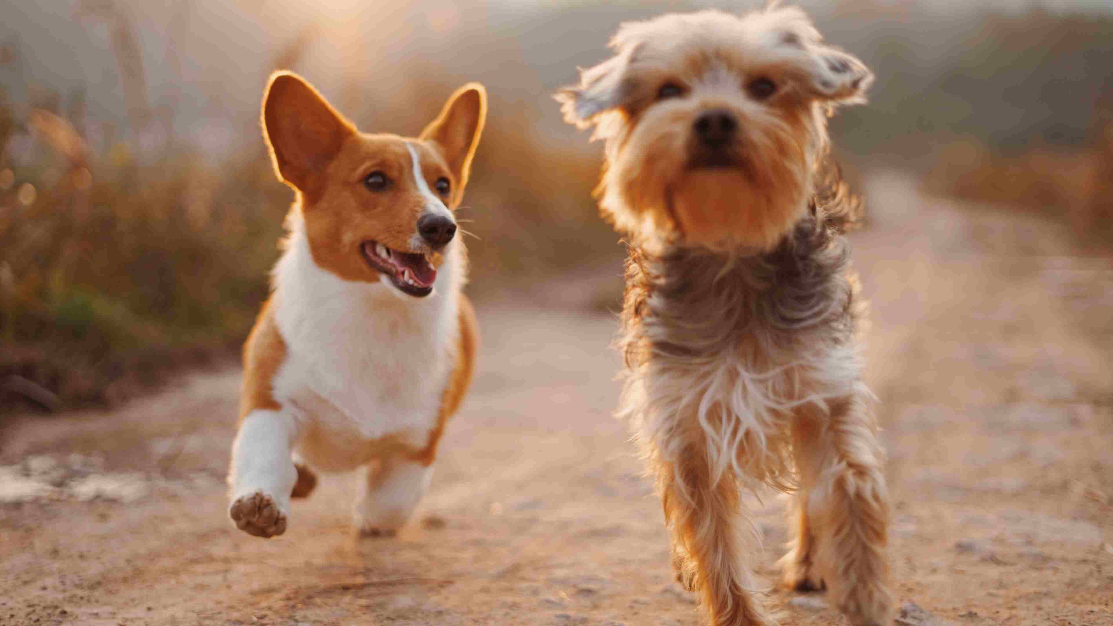 ICON Two Dogs running